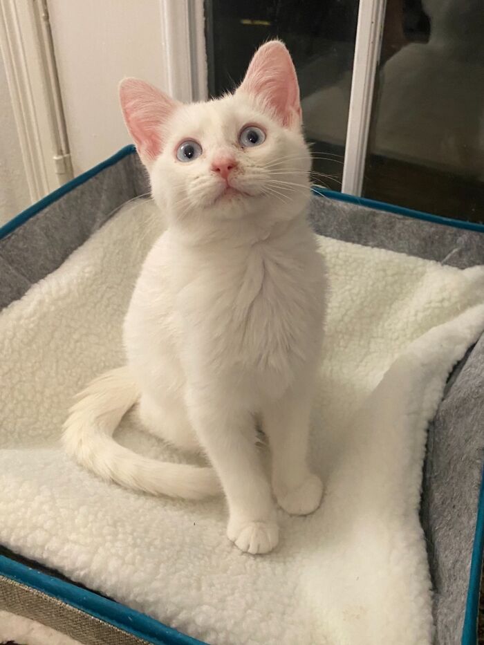301 Adorable White Cats That Somehow Look Majestic Even When They’re Being Ridiculous 301 Adorable White Cats That Somehow Look Majestic Even When They’re Being Ridiculous