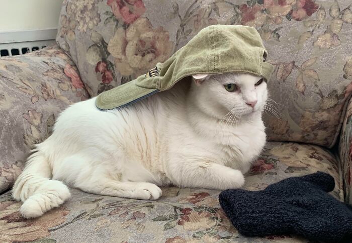 301 Adorable White Cats That Somehow Look Majestic Even When They’re Being Ridiculous 301 Adorable White Cats That Somehow Look Majestic Even When They’re Being Ridiculous