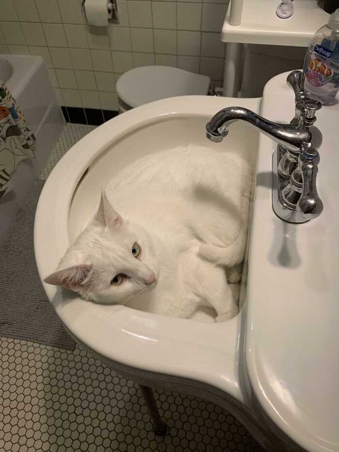 301 Adorable White Cats That Somehow Look Majestic Even When They’re Being Ridiculous 301 Adorable White Cats That Somehow Look Majestic Even When They’re Being Ridiculous