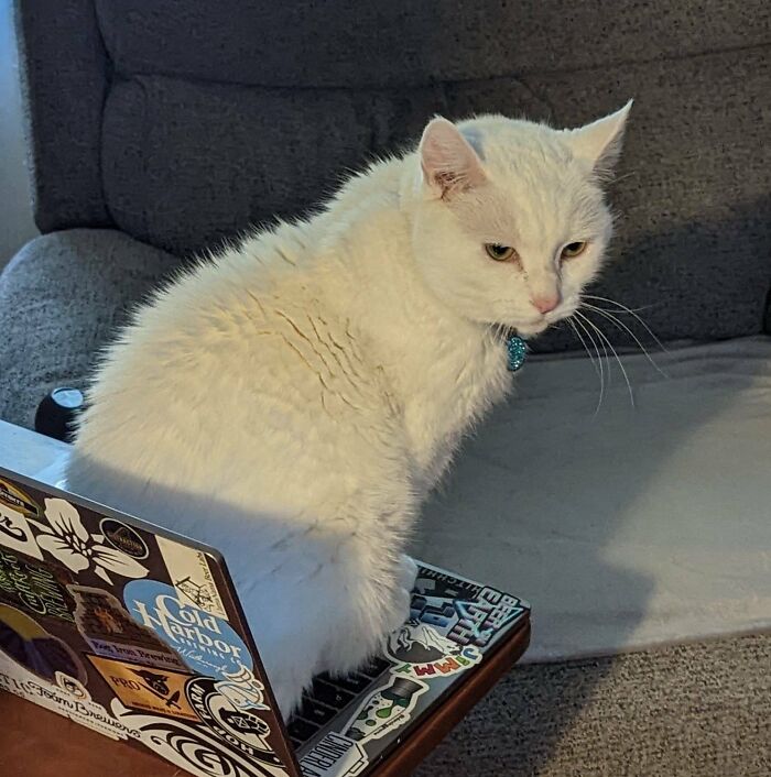 301 Adorable White Cats That Somehow Look Majestic Even When They’re Being Ridiculous 301 Adorable White Cats That Somehow Look Majestic Even When They’re Being Ridiculous