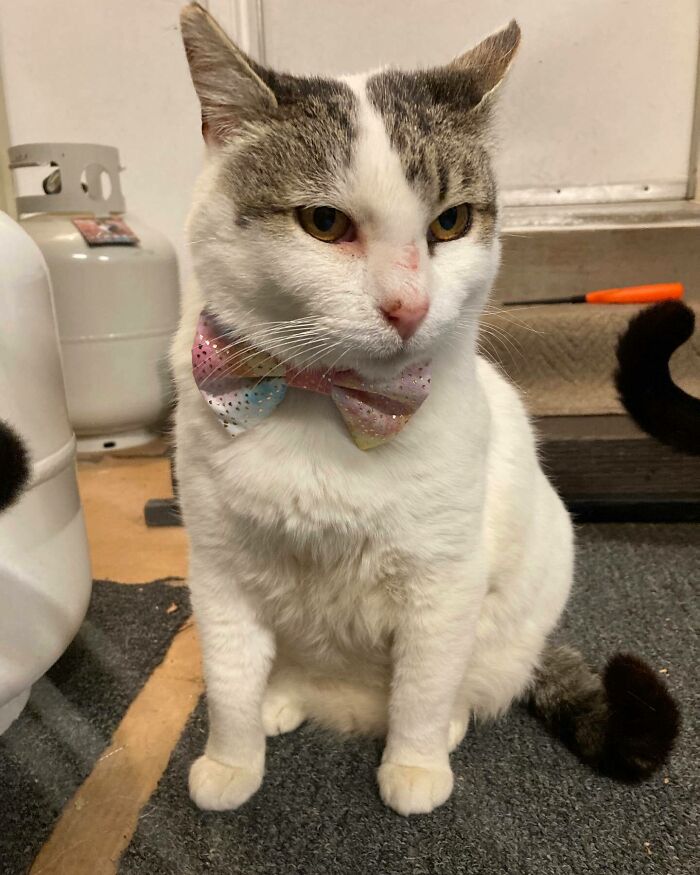 301 Adorable White Cats That Somehow Look Majestic Even When They’re Being Ridiculous 301 Adorable White Cats That Somehow Look Majestic Even When They’re Being Ridiculous