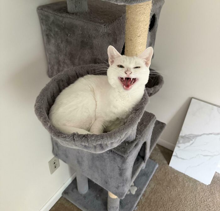 301 Adorable White Cats That Somehow Look Majestic Even When They’re Being Ridiculous 301 Adorable White Cats That Somehow Look Majestic Even When They’re Being Ridiculous
