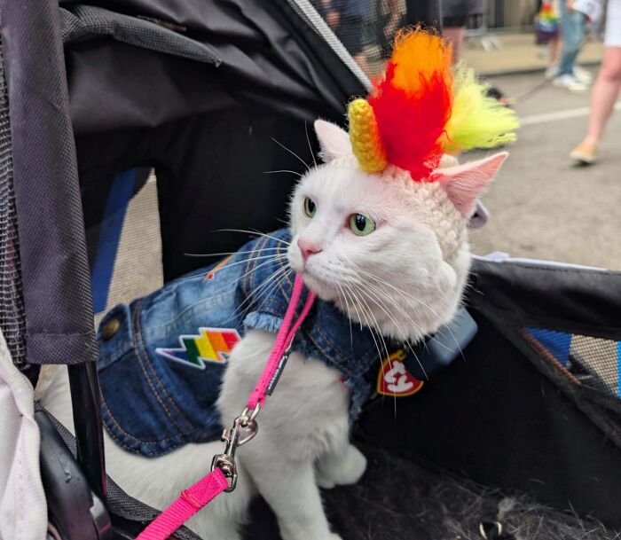 301 Adorable White Cats That Somehow Look Majestic Even When They’re Being Ridiculous 301 Adorable White Cats That Somehow Look Majestic Even When They’re Being Ridiculous