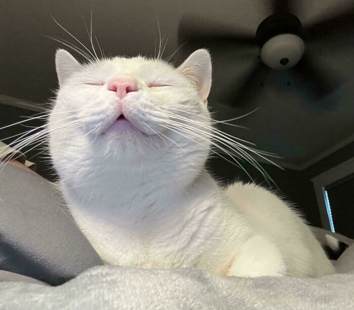 301 Adorable White Cats That Somehow Look Majestic Even When They’re Being Ridiculous 301 Adorable White Cats That Somehow Look Majestic Even When They’re Being Ridiculous