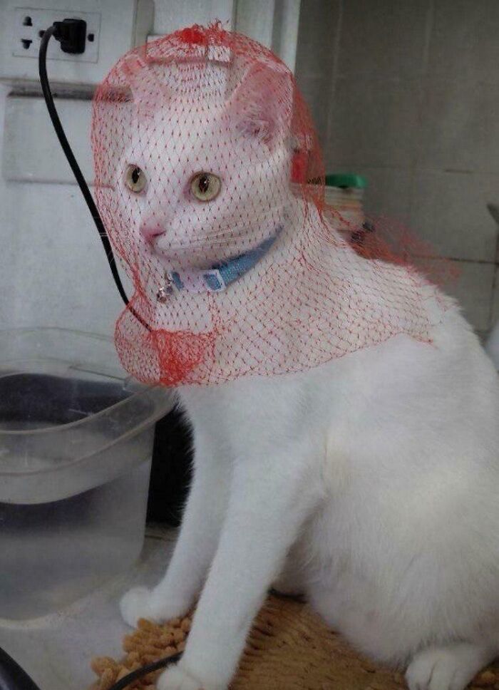 301 Adorable White Cats That Somehow Look Majestic Even When They’re Being Ridiculous 301 Adorable White Cats That Somehow Look Majestic Even When They’re Being Ridiculous