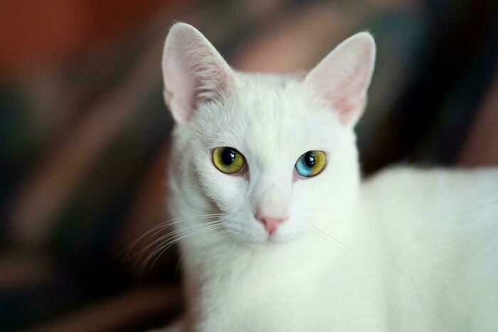 301 Adorable White Cats That Somehow Look Majestic Even When They’re Being Ridiculous 301 Adorable White Cats That Somehow Look Majestic Even When They’re Being Ridiculous