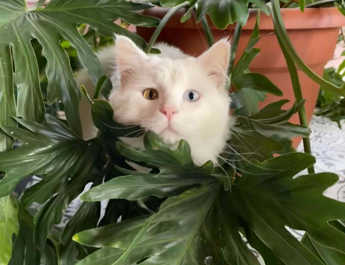 301 Adorable White Cats That Somehow Look Majestic Even When They’re Being Ridiculous 301 Adorable White Cats That Somehow Look Majestic Even When They’re Being Ridiculous
