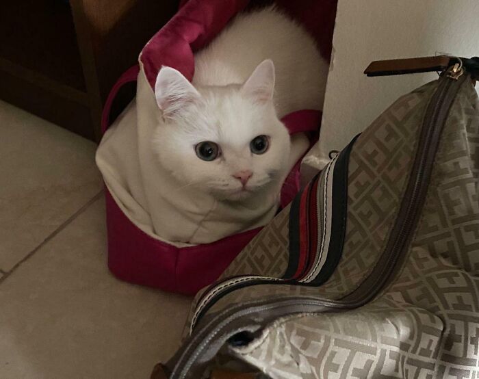 301 Adorable White Cats That Somehow Look Majestic Even When They’re Being Ridiculous 301 Adorable White Cats That Somehow Look Majestic Even When They’re Being Ridiculous