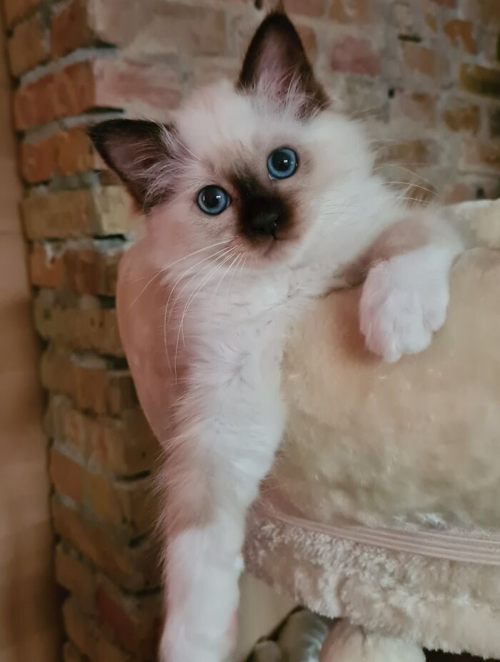 301 Adorable White Cats That Somehow Look Majestic Even When They’re Being Ridiculous 301 Adorable White Cats That Somehow Look Majestic Even When They’re Being Ridiculous