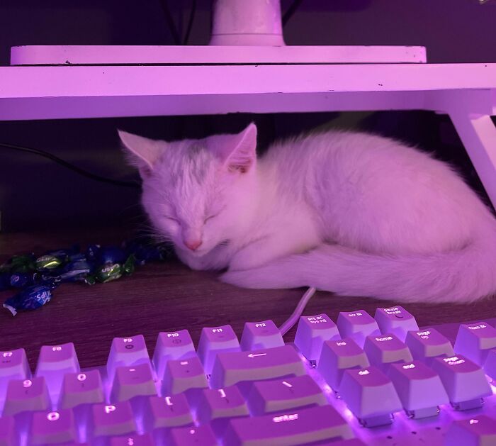 301 Adorable White Cats That Somehow Look Majestic Even When They’re Being Ridiculous 301 Adorable White Cats That Somehow Look Majestic Even When They’re Being Ridiculous