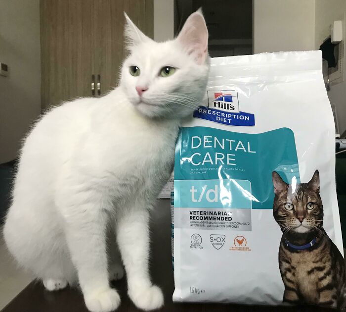 301 Adorable White Cats That Somehow Look Majestic Even When They’re Being Ridiculous 301 Adorable White Cats That Somehow Look Majestic Even When They’re Being Ridiculous