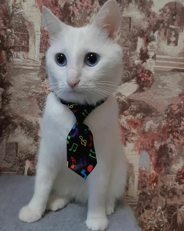 301 Adorable White Cats That Somehow Look Majestic Even When They’re Being Ridiculous 301 Adorable White Cats That Somehow Look Majestic Even When They’re Being Ridiculous
