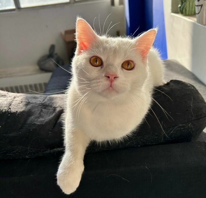 301 Adorable White Cats That Somehow Look Majestic Even When They’re Being Ridiculous 301 Adorable White Cats That Somehow Look Majestic Even When They’re Being Ridiculous
