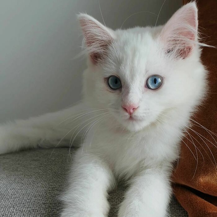301 Adorable White Cats That Somehow Look Majestic Even When They’re Being Ridiculous 301 Adorable White Cats That Somehow Look Majestic Even When They’re Being Ridiculous