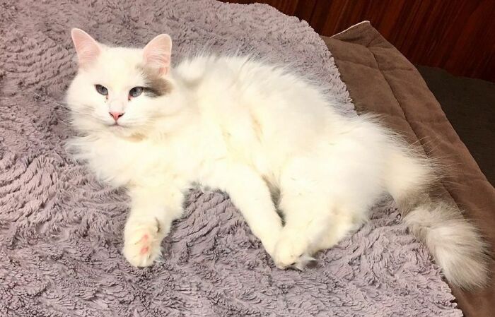 301 Adorable White Cats That Somehow Look Majestic Even When They’re Being Ridiculous 301 Adorable White Cats That Somehow Look Majestic Even When They’re Being Ridiculous