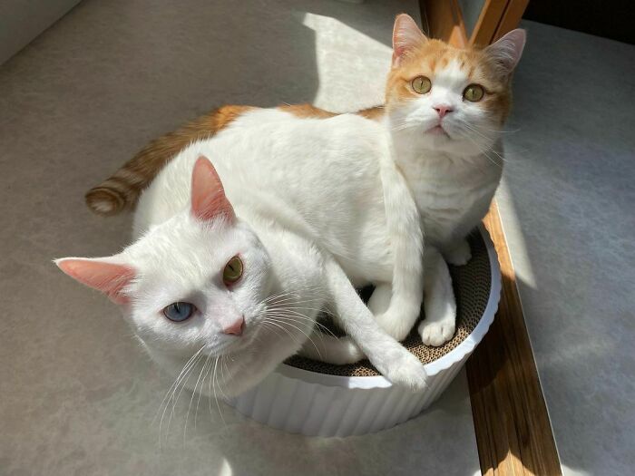 301 Adorable White Cats That Somehow Look Majestic Even When They’re Being Ridiculous 301 Adorable White Cats That Somehow Look Majestic Even When They’re Being Ridiculous