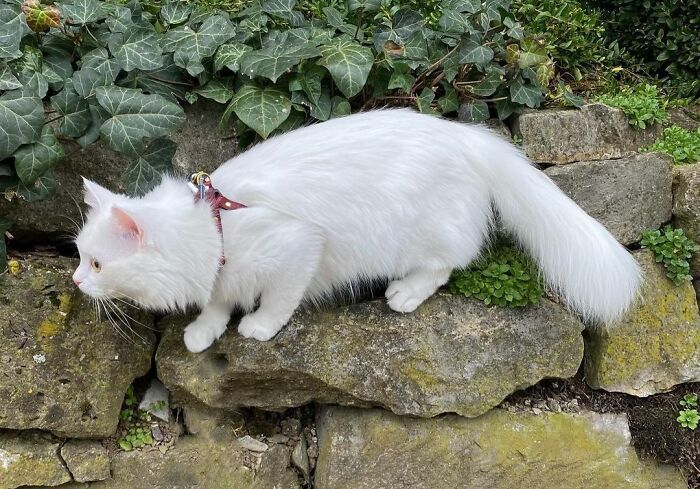 301 Adorable White Cats That Somehow Look Majestic Even When They’re Being Ridiculous 301 Adorable White Cats That Somehow Look Majestic Even When They’re Being Ridiculous