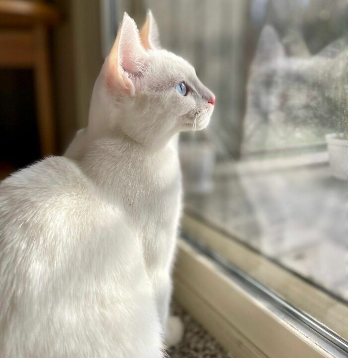 301 Adorable White Cats That Somehow Look Majestic Even When They’re Being Ridiculous 301 Adorable White Cats That Somehow Look Majestic Even When They’re Being Ridiculous