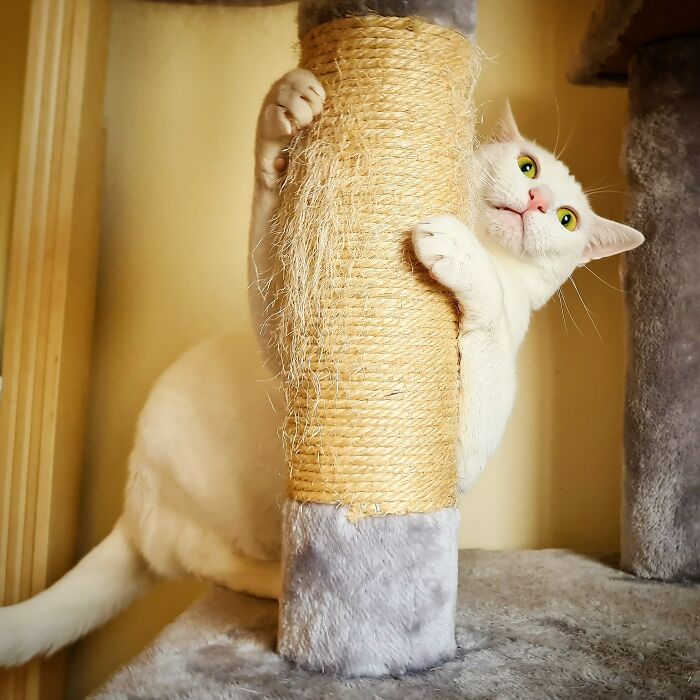 301 Adorable White Cats That Somehow Look Majestic Even When They’re Being Ridiculous 301 Adorable White Cats That Somehow Look Majestic Even When They’re Being Ridiculous