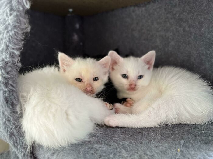 301 Adorable White Cats That Somehow Look Majestic Even When They’re Being Ridiculous 301 Adorable White Cats That Somehow Look Majestic Even When They’re Being Ridiculous