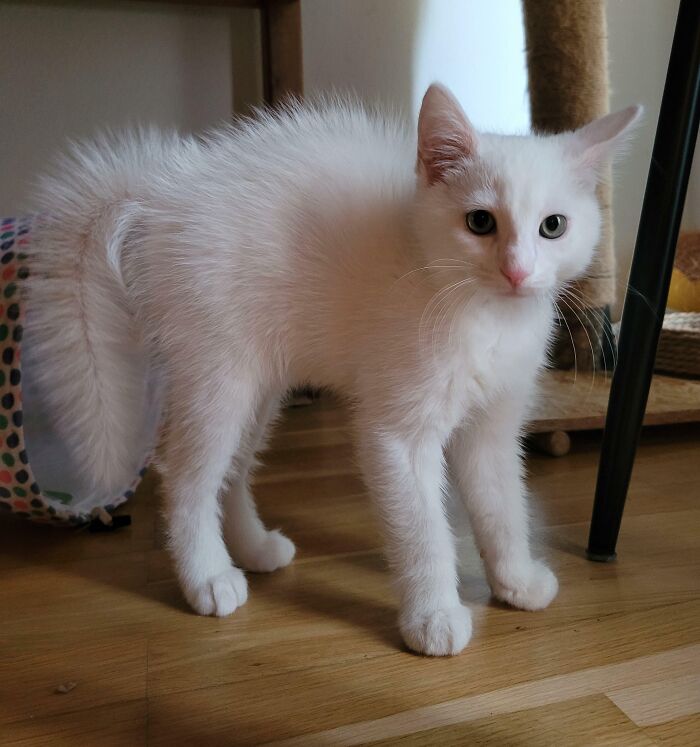 301 Adorable White Cats That Somehow Look Majestic Even When They’re Being Ridiculous 301 Adorable White Cats That Somehow Look Majestic Even When They’re Being Ridiculous