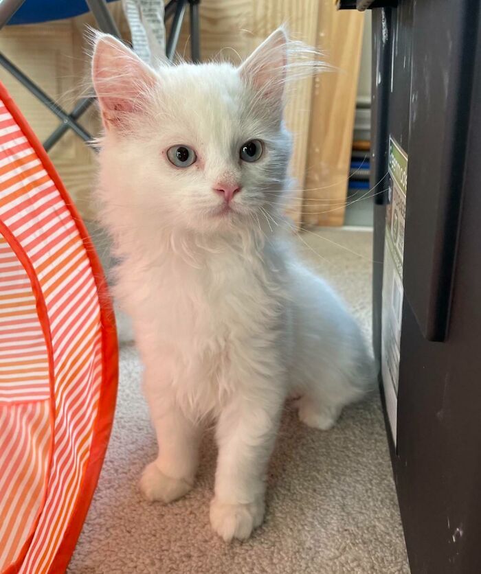 301 Adorable White Cats That Somehow Look Majestic Even When They’re Being Ridiculous 301 Adorable White Cats That Somehow Look Majestic Even When They’re Being Ridiculous