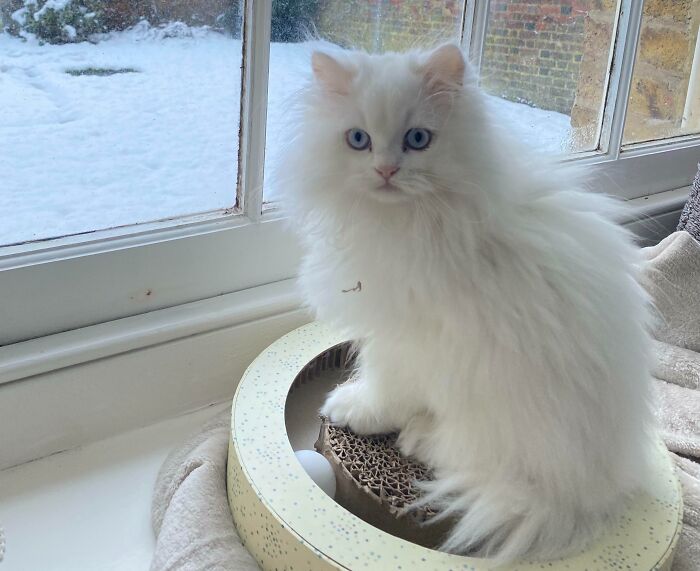 301 Adorable White Cats That Somehow Look Majestic Even When They’re Being Ridiculous 301 Adorable White Cats That Somehow Look Majestic Even When They’re Being Ridiculous