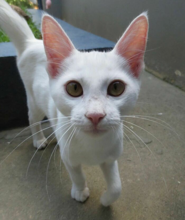 301 Adorable White Cats That Somehow Look Majestic Even When They’re Being Ridiculous 301 Adorable White Cats That Somehow Look Majestic Even When They’re Being Ridiculous