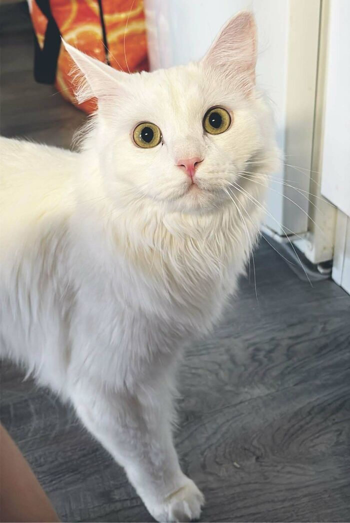 301 Adorable White Cats That Somehow Look Majestic Even When They’re Being Ridiculous 301 Adorable White Cats That Somehow Look Majestic Even When They’re Being Ridiculous