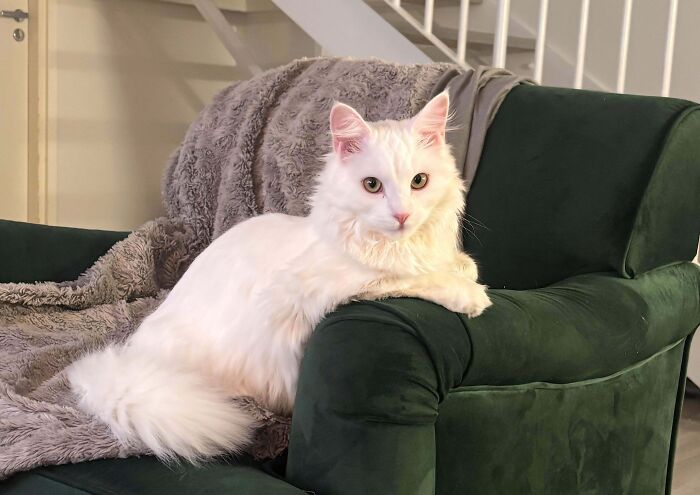 301 Adorable White Cats That Somehow Look Majestic Even When They’re Being Ridiculous 301 Adorable White Cats That Somehow Look Majestic Even When They’re Being Ridiculous