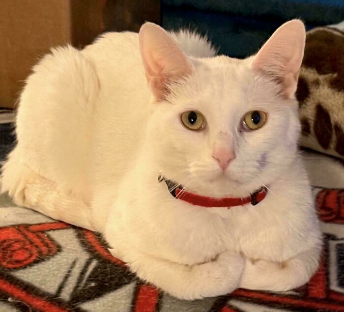 301 Adorable White Cats That Somehow Look Majestic Even When They’re Being Ridiculous 301 Adorable White Cats That Somehow Look Majestic Even When They’re Being Ridiculous