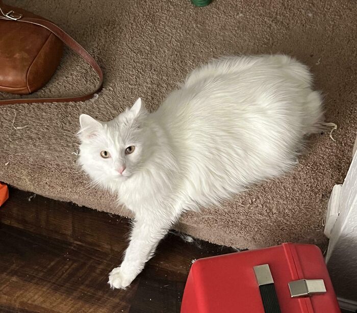 301 Adorable White Cats That Somehow Look Majestic Even When They’re Being Ridiculous 301 Adorable White Cats That Somehow Look Majestic Even When They’re Being Ridiculous