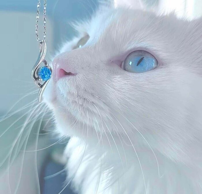 301 Adorable White Cats That Somehow Look Majestic Even When They’re Being Ridiculous 301 Adorable White Cats That Somehow Look Majestic Even When They’re Being Ridiculous