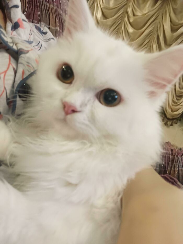 301 Adorable White Cats That Somehow Look Majestic Even When They’re Being Ridiculous 301 Adorable White Cats That Somehow Look Majestic Even When They’re Being Ridiculous