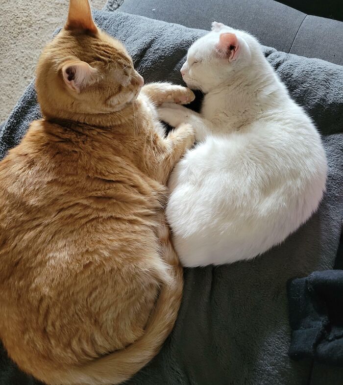 301 Adorable White Cats That Somehow Look Majestic Even When They’re Being Ridiculous 301 Adorable White Cats That Somehow Look Majestic Even When They’re Being Ridiculous
