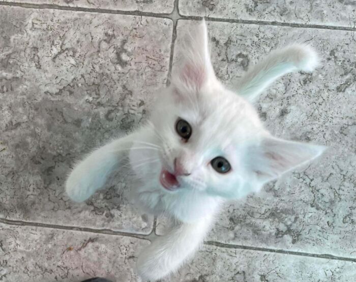 301 Adorable White Cats That Somehow Look Majestic Even When They’re Being Ridiculous 301 Adorable White Cats That Somehow Look Majestic Even When They’re Being Ridiculous