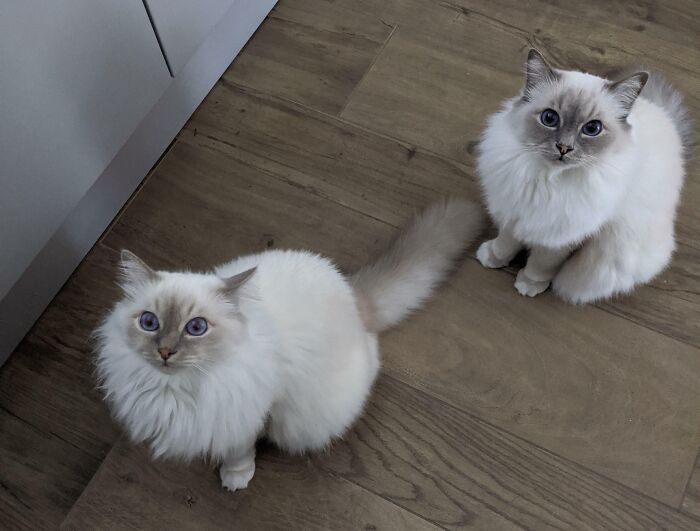 301 Adorable White Cats That Somehow Look Majestic Even When They’re Being Ridiculous 301 Adorable White Cats That Somehow Look Majestic Even When They’re Being Ridiculous