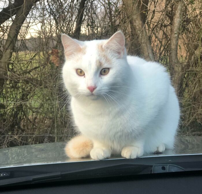 301 Adorable White Cats That Somehow Look Majestic Even When They’re Being Ridiculous 301 Adorable White Cats That Somehow Look Majestic Even When They’re Being Ridiculous