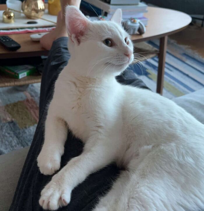 301 Adorable White Cats That Somehow Look Majestic Even When They’re Being Ridiculous 301 Adorable White Cats That Somehow Look Majestic Even When They’re Being Ridiculous