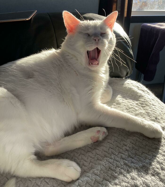 301 Adorable White Cats That Somehow Look Majestic Even When They’re Being Ridiculous 301 Adorable White Cats That Somehow Look Majestic Even When They’re Being Ridiculous