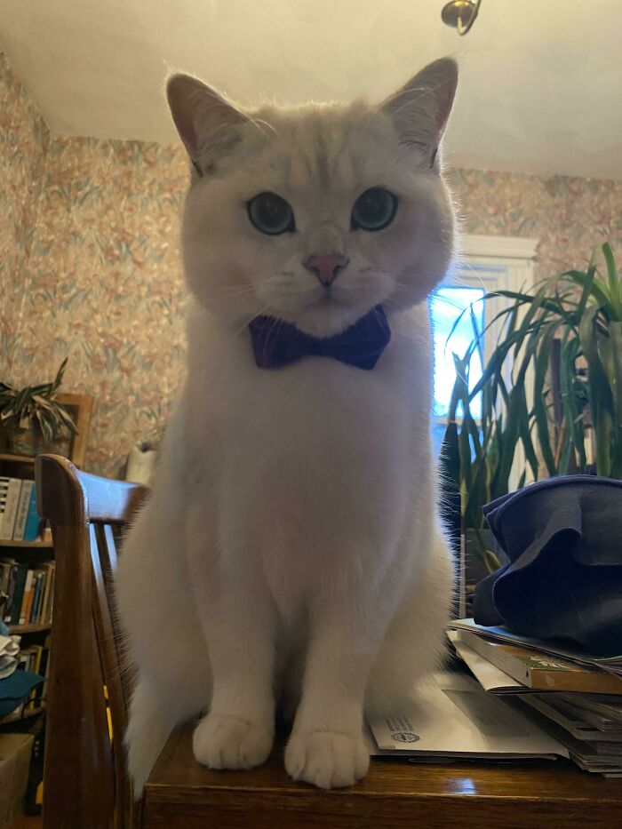 301 Adorable White Cats That Somehow Look Majestic Even When They’re Being Ridiculous 301 Adorable White Cats That Somehow Look Majestic Even When They’re Being Ridiculous