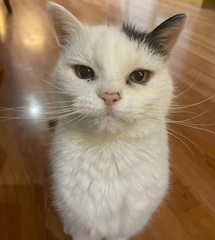 301 Adorable White Cats That Somehow Look Majestic Even When They’re Being Ridiculous 301 Adorable White Cats That Somehow Look Majestic Even When They’re Being Ridiculous