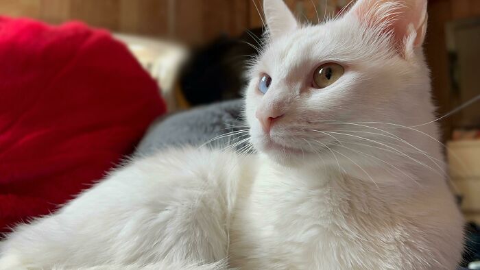301 Adorable White Cats That Somehow Look Majestic Even When They’re Being Ridiculous 301 Adorable White Cats That Somehow Look Majestic Even When They’re Being Ridiculous