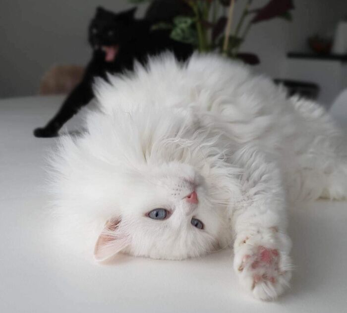 301 Adorable White Cats That Somehow Look Majestic Even When They’re Being Ridiculous 301 Adorable White Cats That Somehow Look Majestic Even When They’re Being Ridiculous
