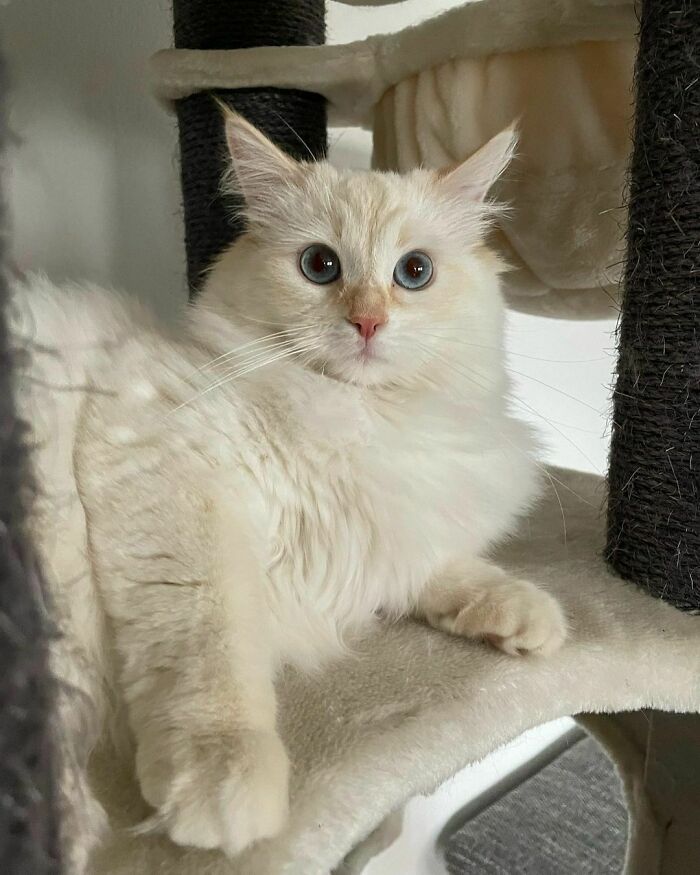 301 Adorable White Cats That Somehow Look Majestic Even When They’re Being Ridiculous 301 Adorable White Cats That Somehow Look Majestic Even When They’re Being Ridiculous