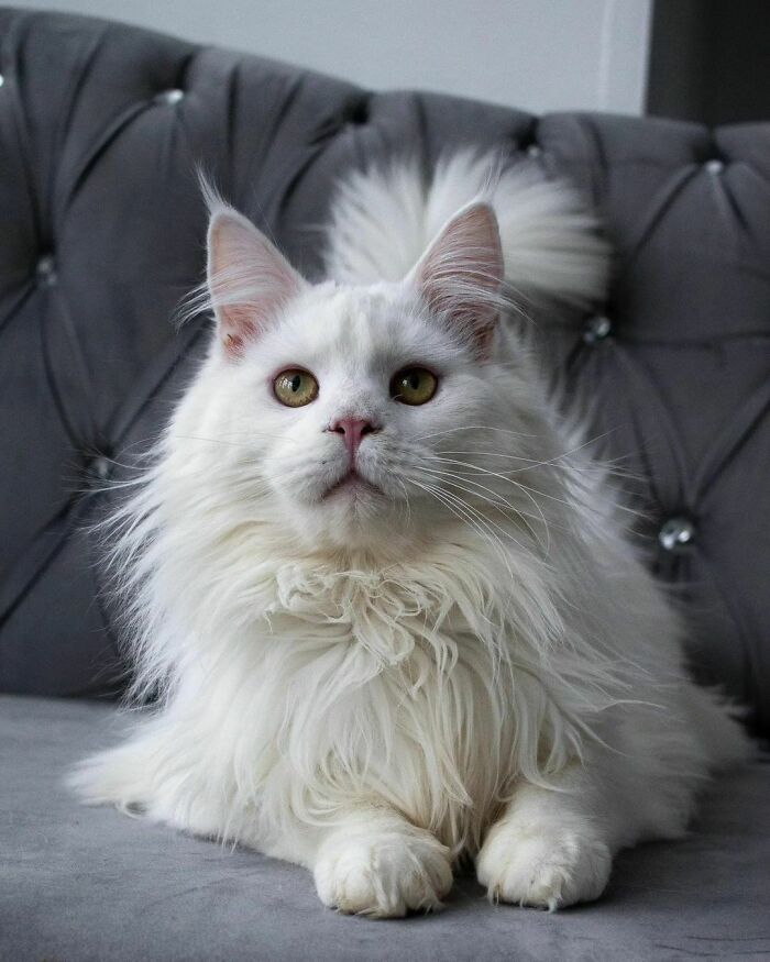 301 Adorable White Cats That Somehow Look Majestic Even When They’re Being Ridiculous 301 Adorable White Cats That Somehow Look Majestic Even When They’re Being Ridiculous