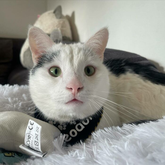 301 Adorable White Cats That Somehow Look Majestic Even When They’re Being Ridiculous 301 Adorable White Cats That Somehow Look Majestic Even When They’re Being Ridiculous