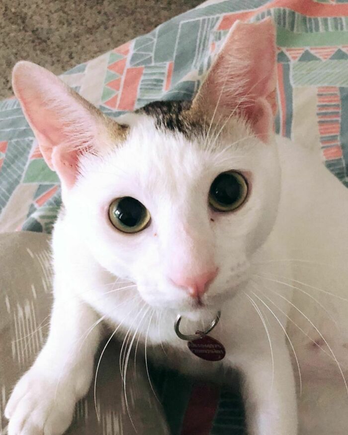 301 Adorable White Cats That Somehow Look Majestic Even When They’re Being Ridiculous 301 Adorable White Cats That Somehow Look Majestic Even When They’re Being Ridiculous