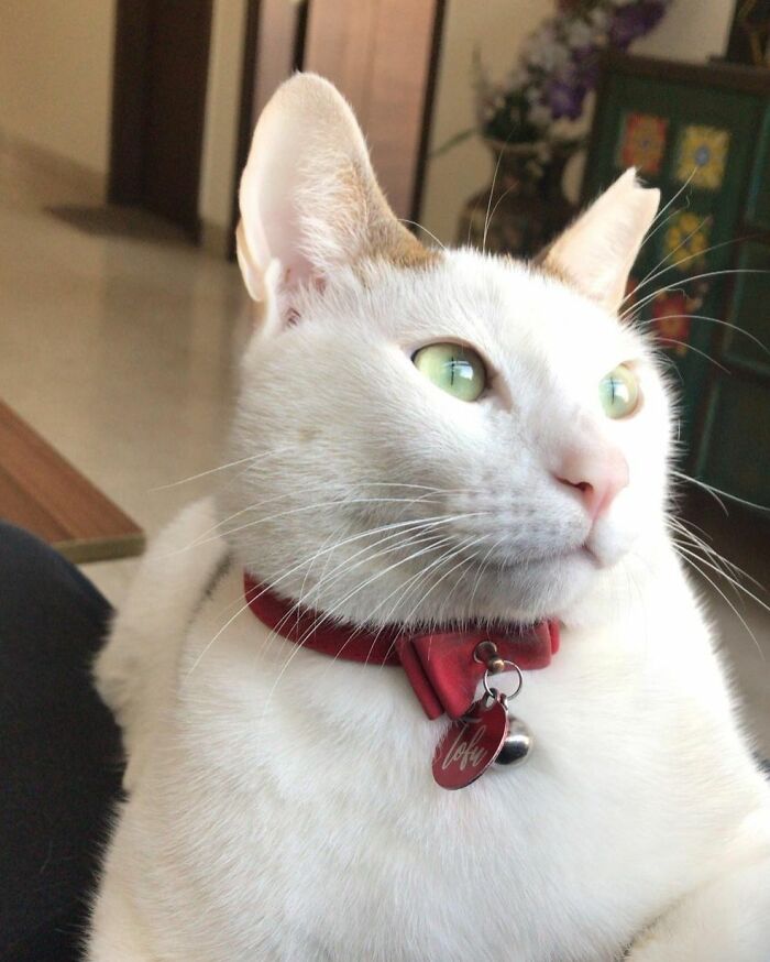 301 Adorable White Cats That Somehow Look Majestic Even When They’re Being Ridiculous 301 Adorable White Cats That Somehow Look Majestic Even When They’re Being Ridiculous