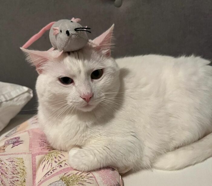 301 Adorable White Cats That Somehow Look Majestic Even When They’re Being Ridiculous 301 Adorable White Cats That Somehow Look Majestic Even When They’re Being Ridiculous